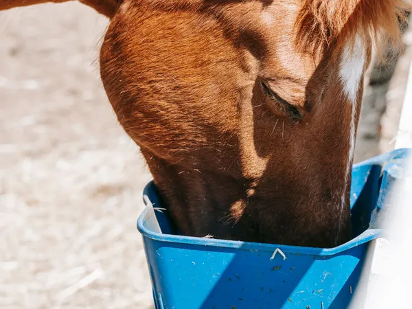 Ração para Equinos 30kg