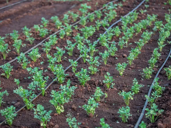Kit Irrigação por Gotejamento 500m²