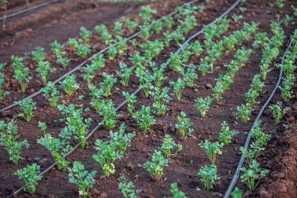 Kit Irrigação por Gotejamento 500m²